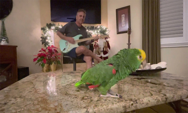 Singing Parrot Performs Sultans of Swing and Money for Nothing